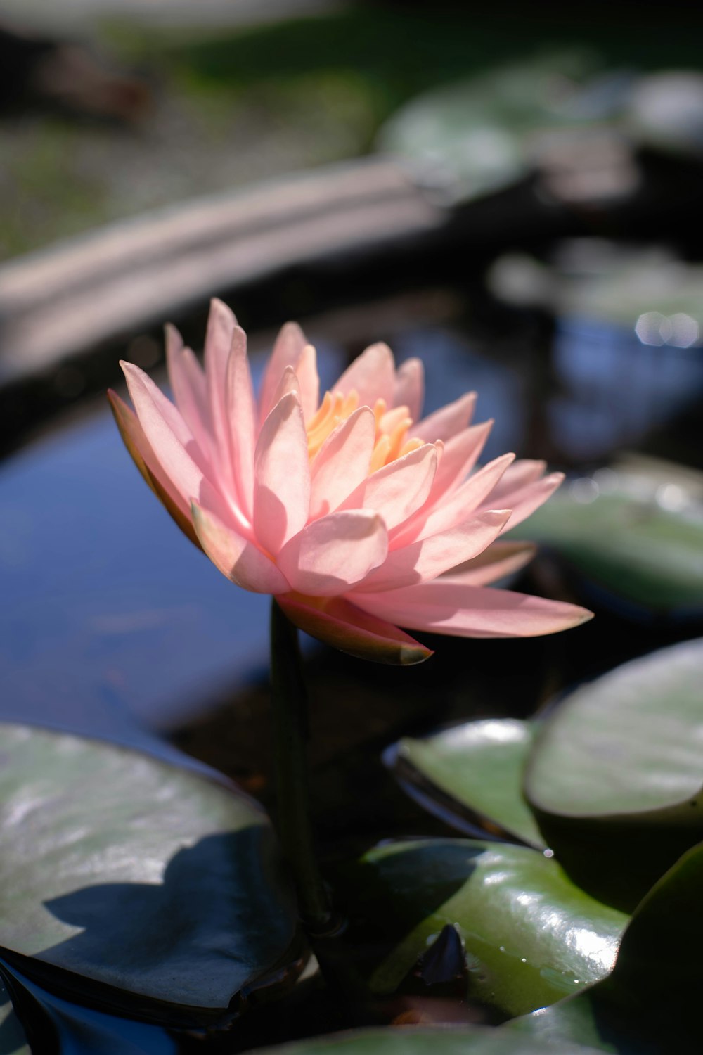 a pink flower sitting on top of a lily pad