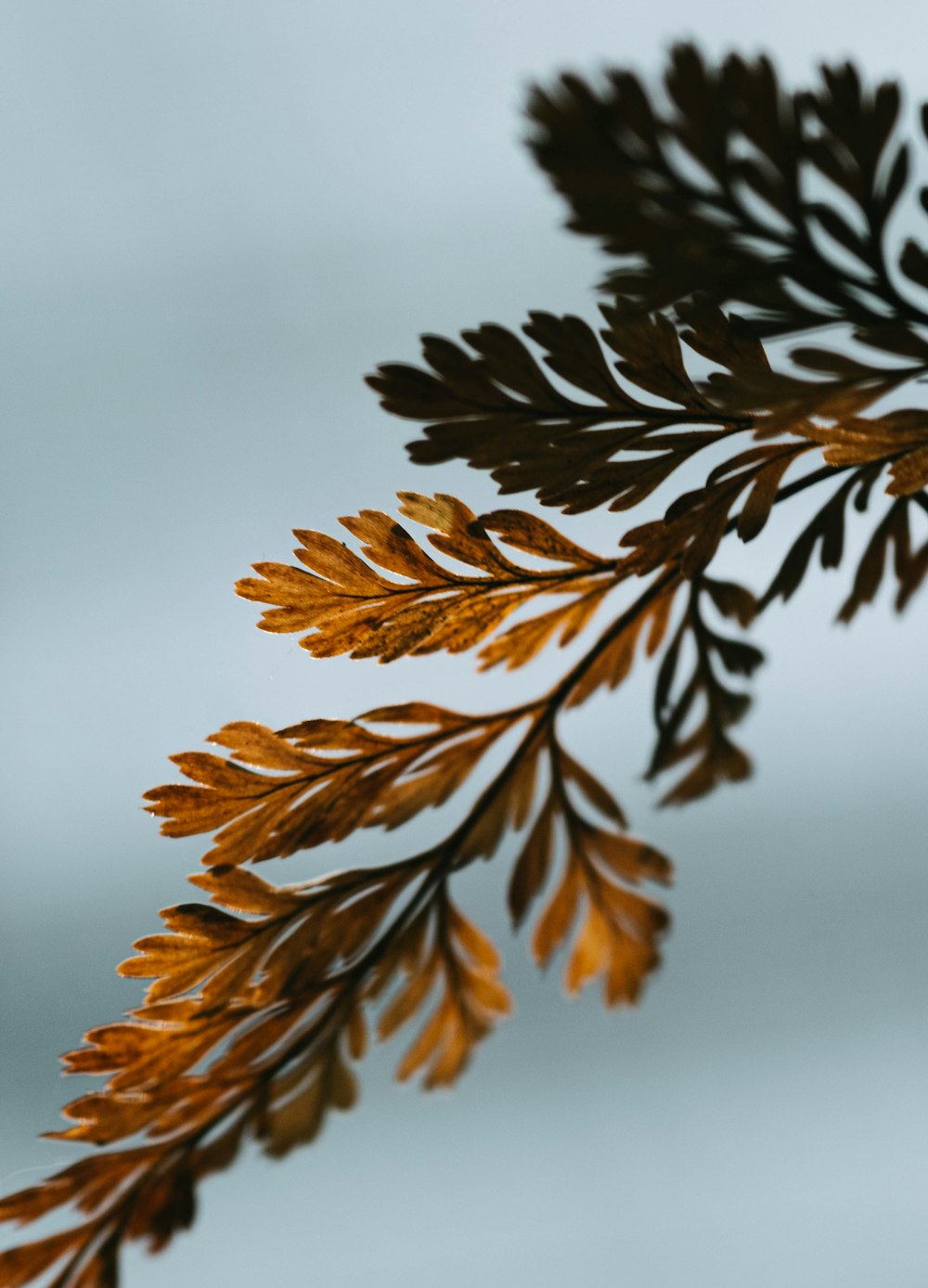 a close up of a tree branch with leaves