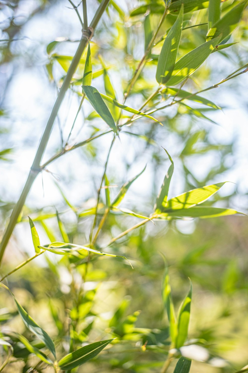 a close up of a tree branch with green leaves