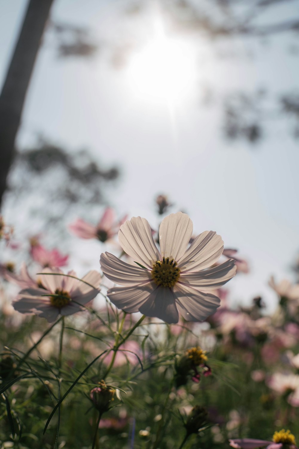 a field of flowers with the sun in the background