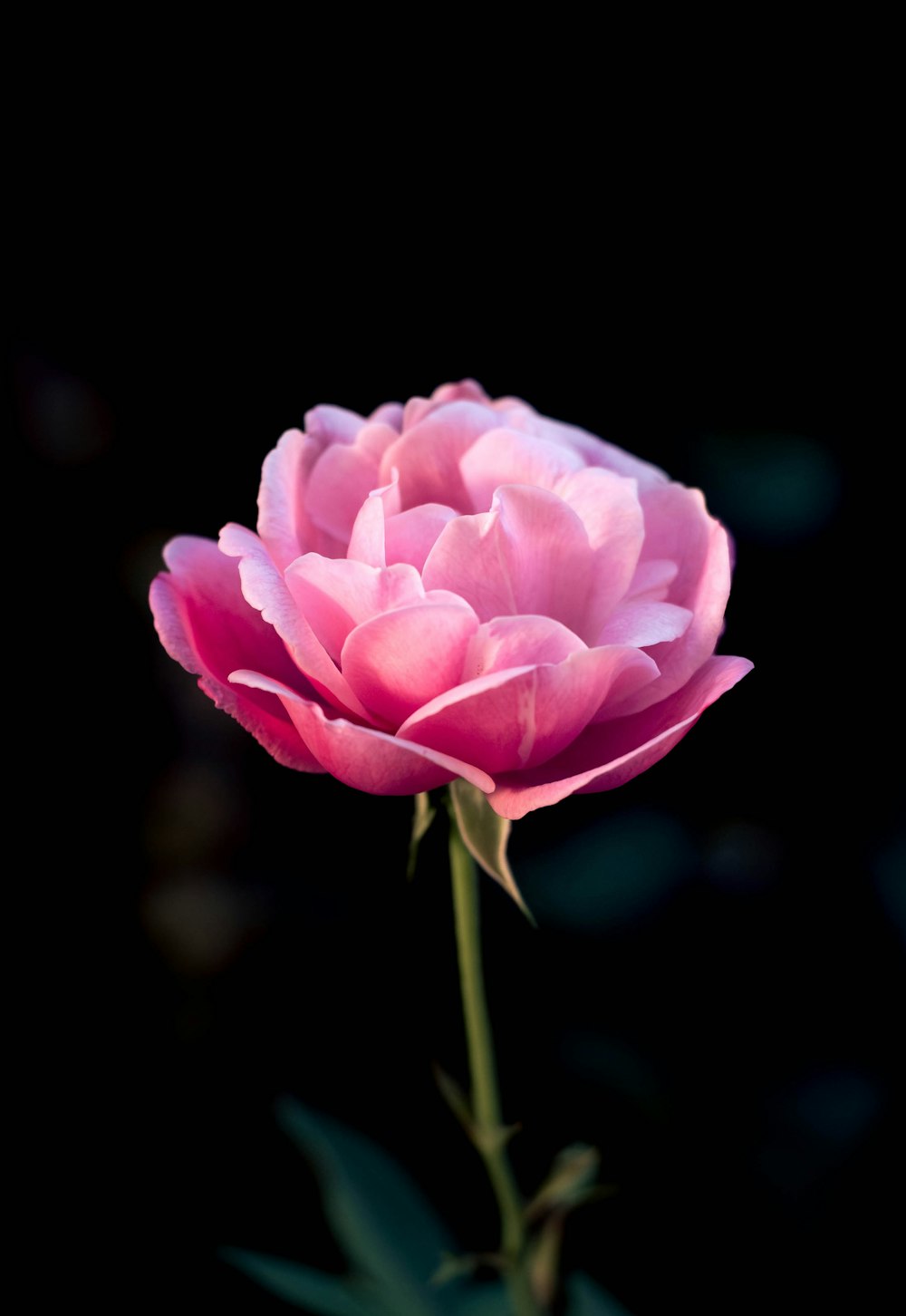 a single pink flower with a black background