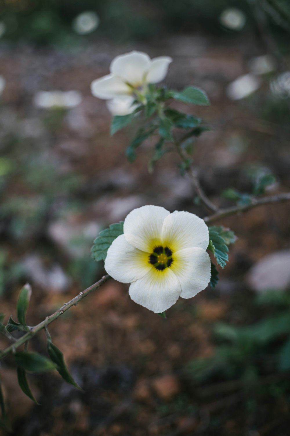 a white flower with a yellow center in a forest