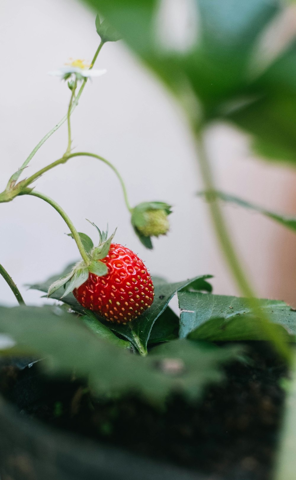 a close up of a strawberry on a plant