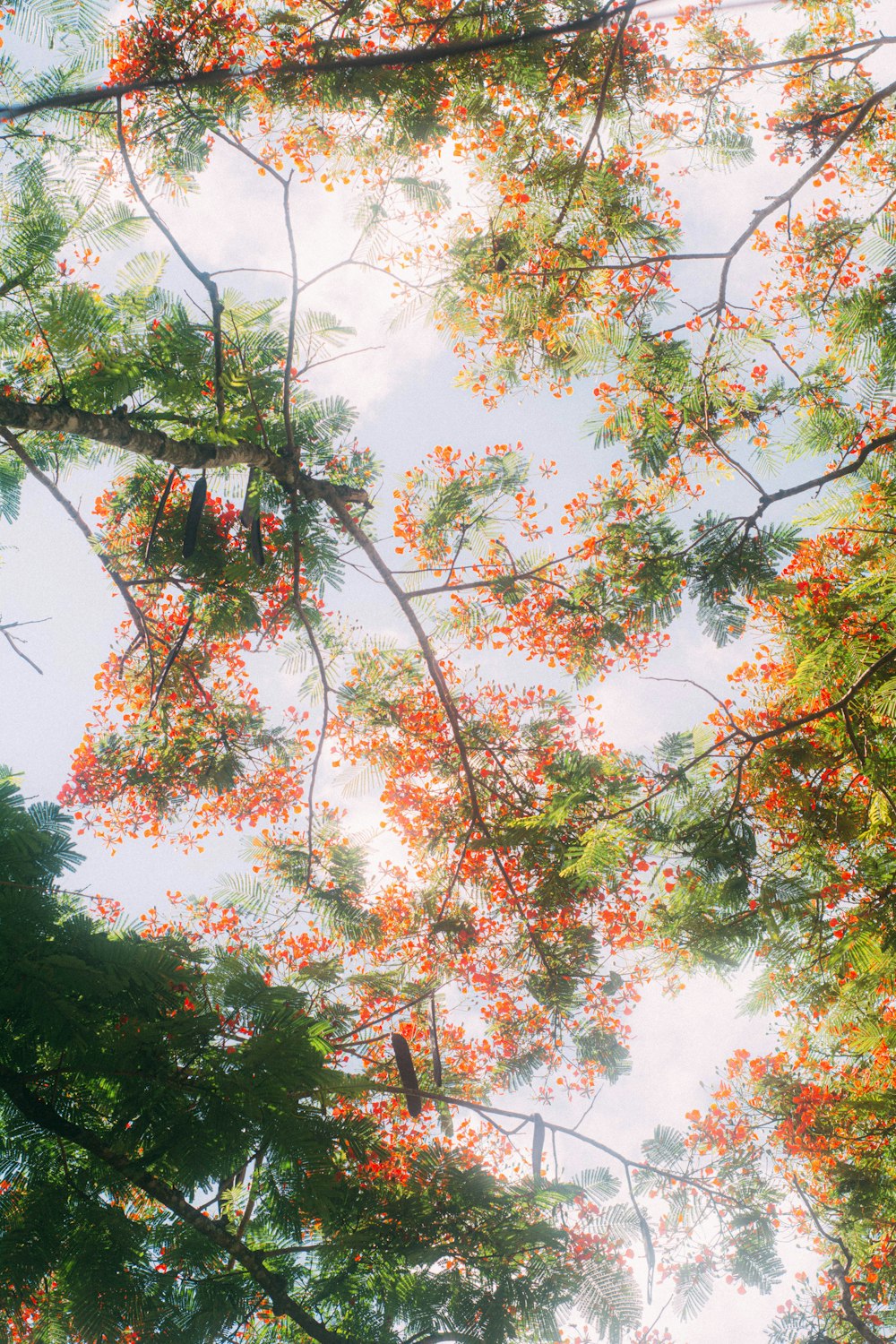 looking up at the canopy of a tree with orange flowers