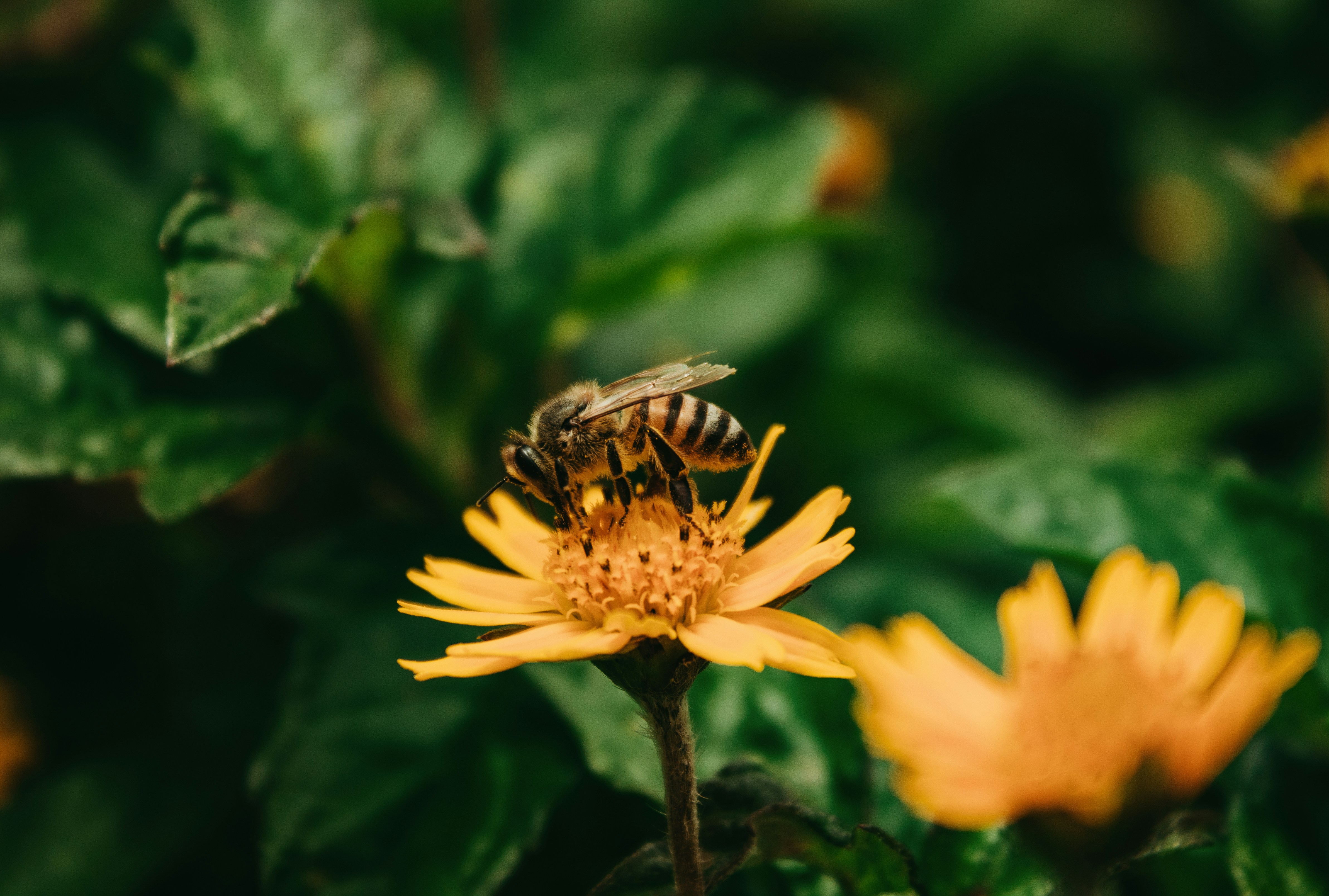 Photo by stephsviana