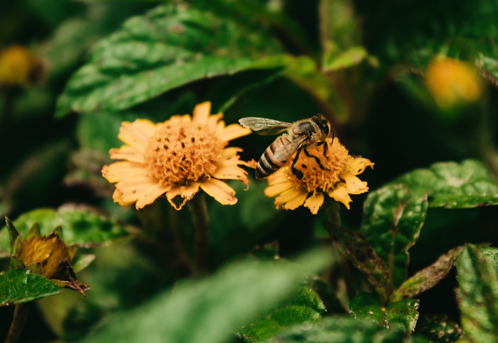 a bee is sitting on a yellow flower