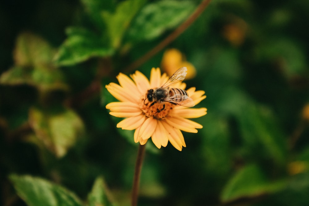 a bee sitting on top of a yellow flower