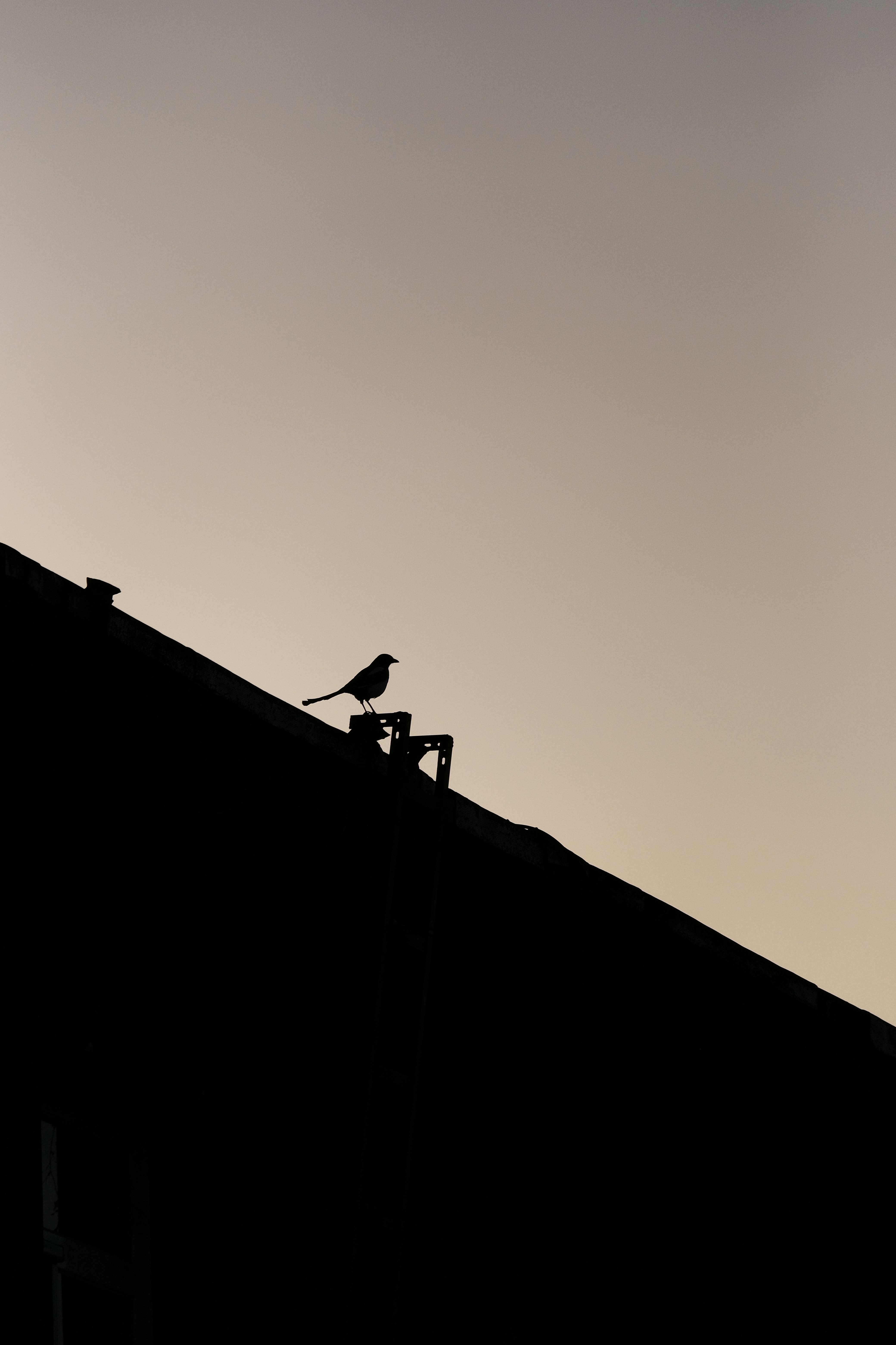 a bird is sitting on top of a roof