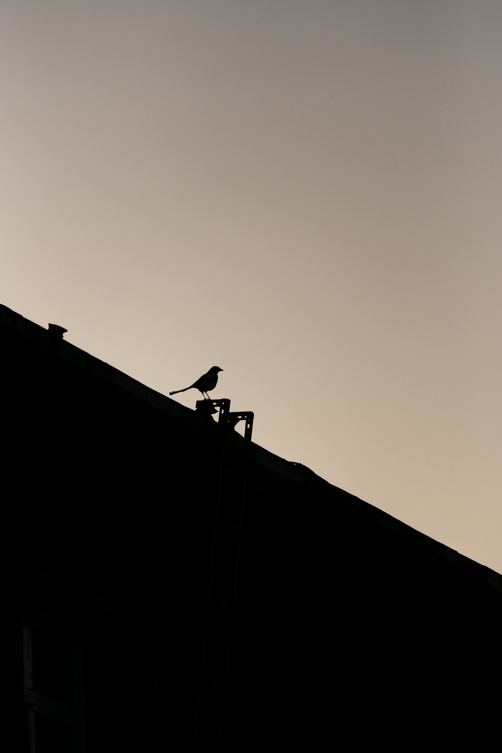 a bird is sitting on top of a roof