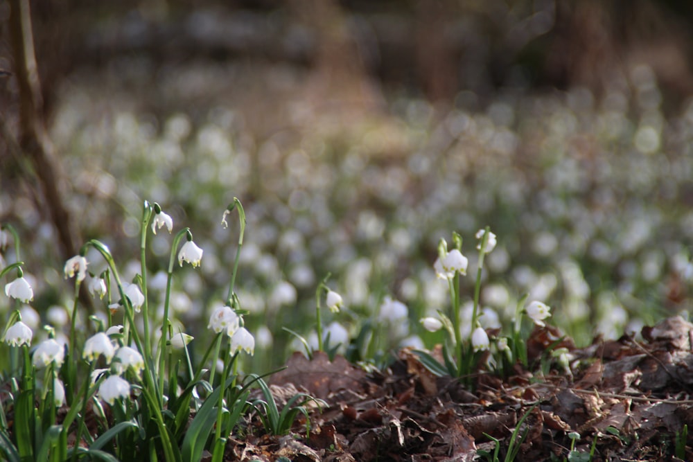 a bunch of white flowers that are in the grass