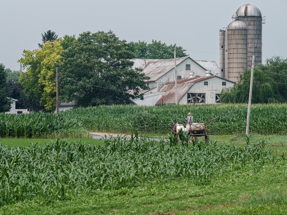 a person riding a horse in a field of corn