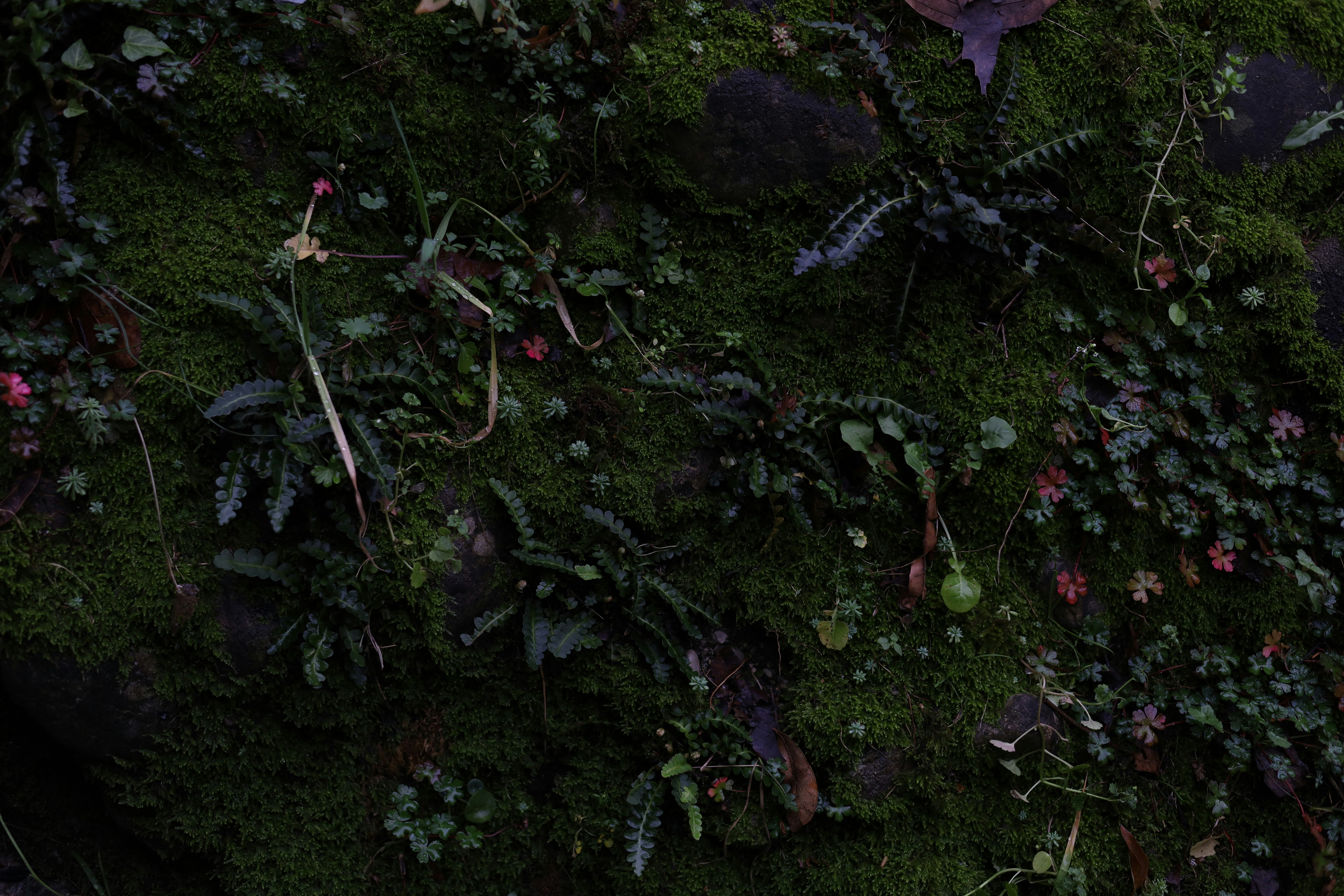 Photo by makakakakala