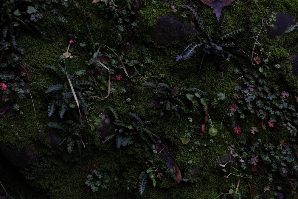 a close up of a wall covered in green plants
