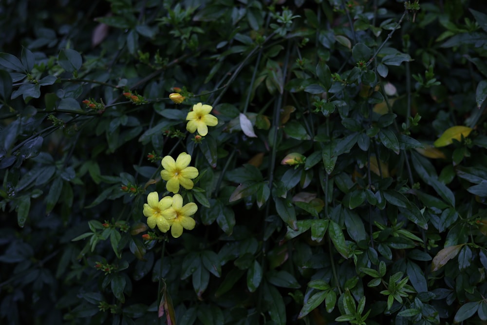 a bunch of yellow flowers growing on a tree