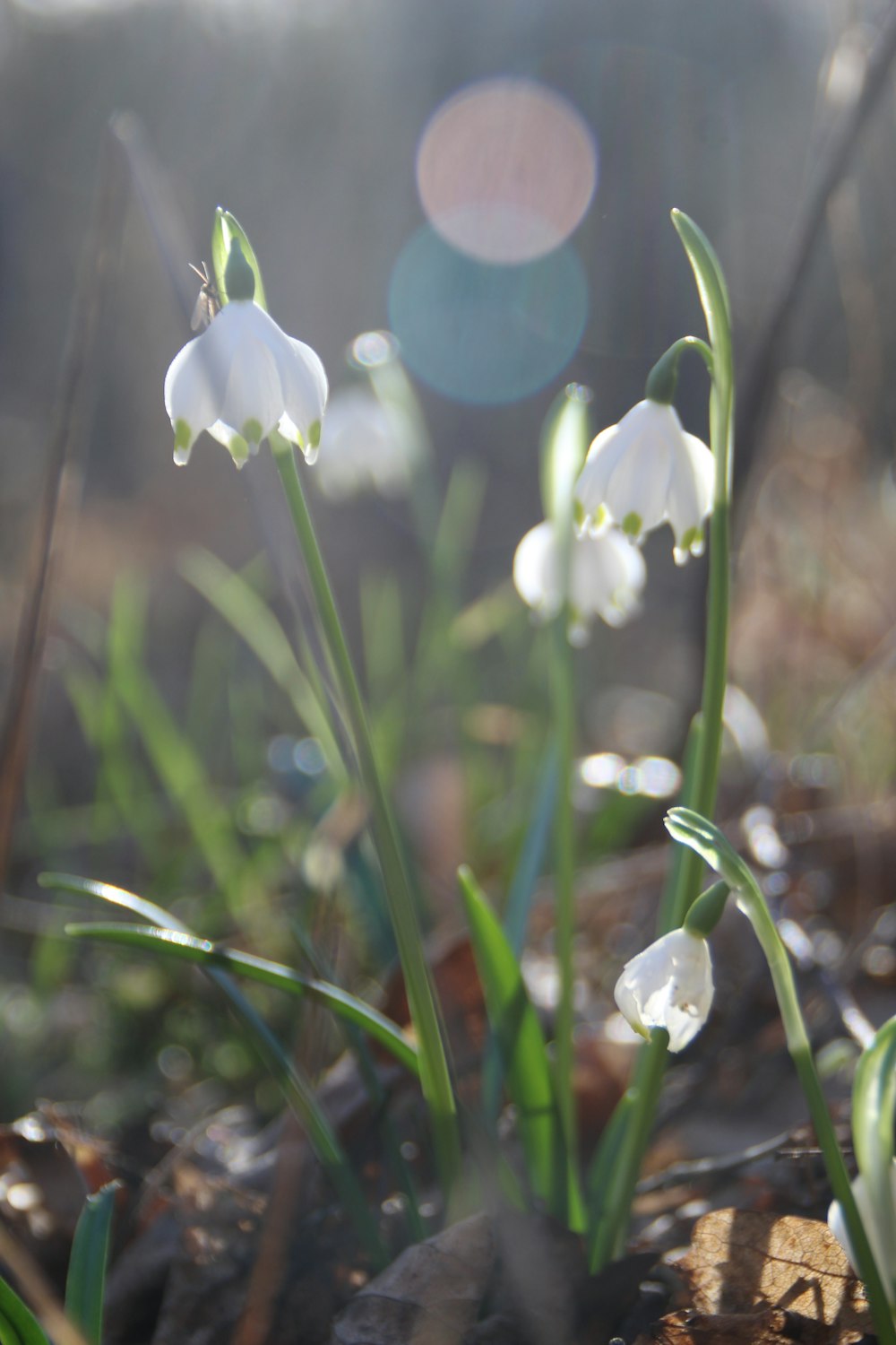 a close up of a plant with white flowers