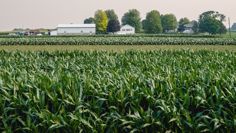 a field of corn with a farm in the background