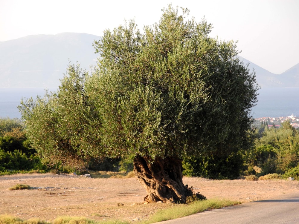 an olive tree on the side of a road
