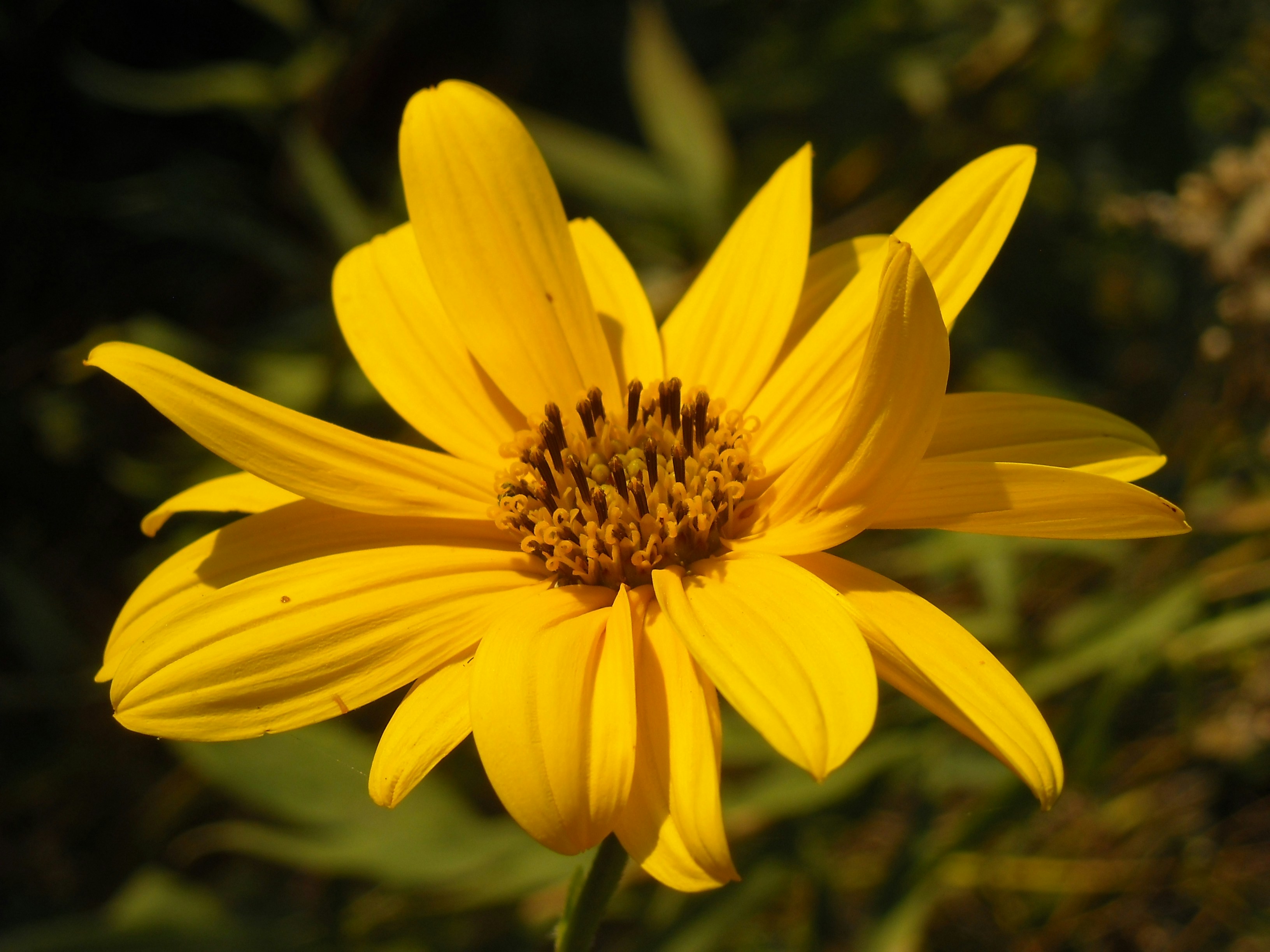 a close up of a yellow flower with green leaves in the background