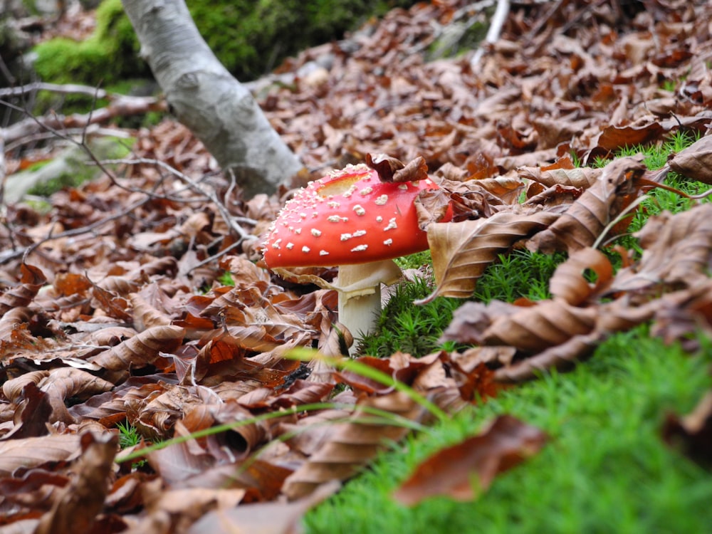 a red mushroom sitting on top of a pile of leaves