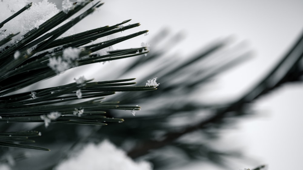 a close up of a pine tree with snow on it