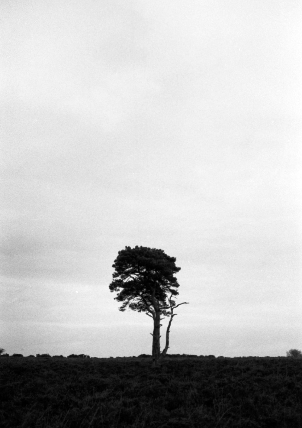 a lone tree stands alone in a field