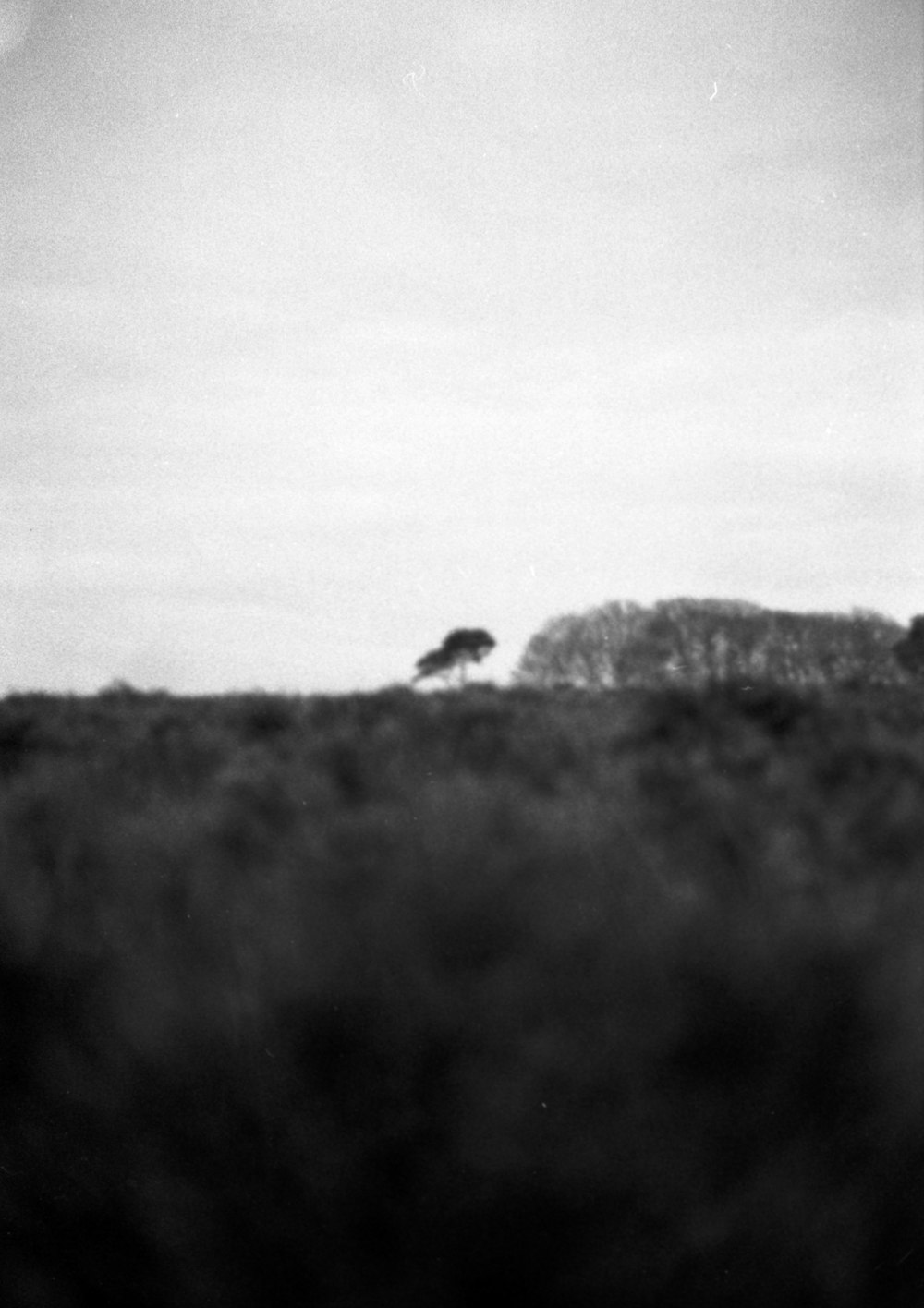 a black and white photo of a lone tree on a hill