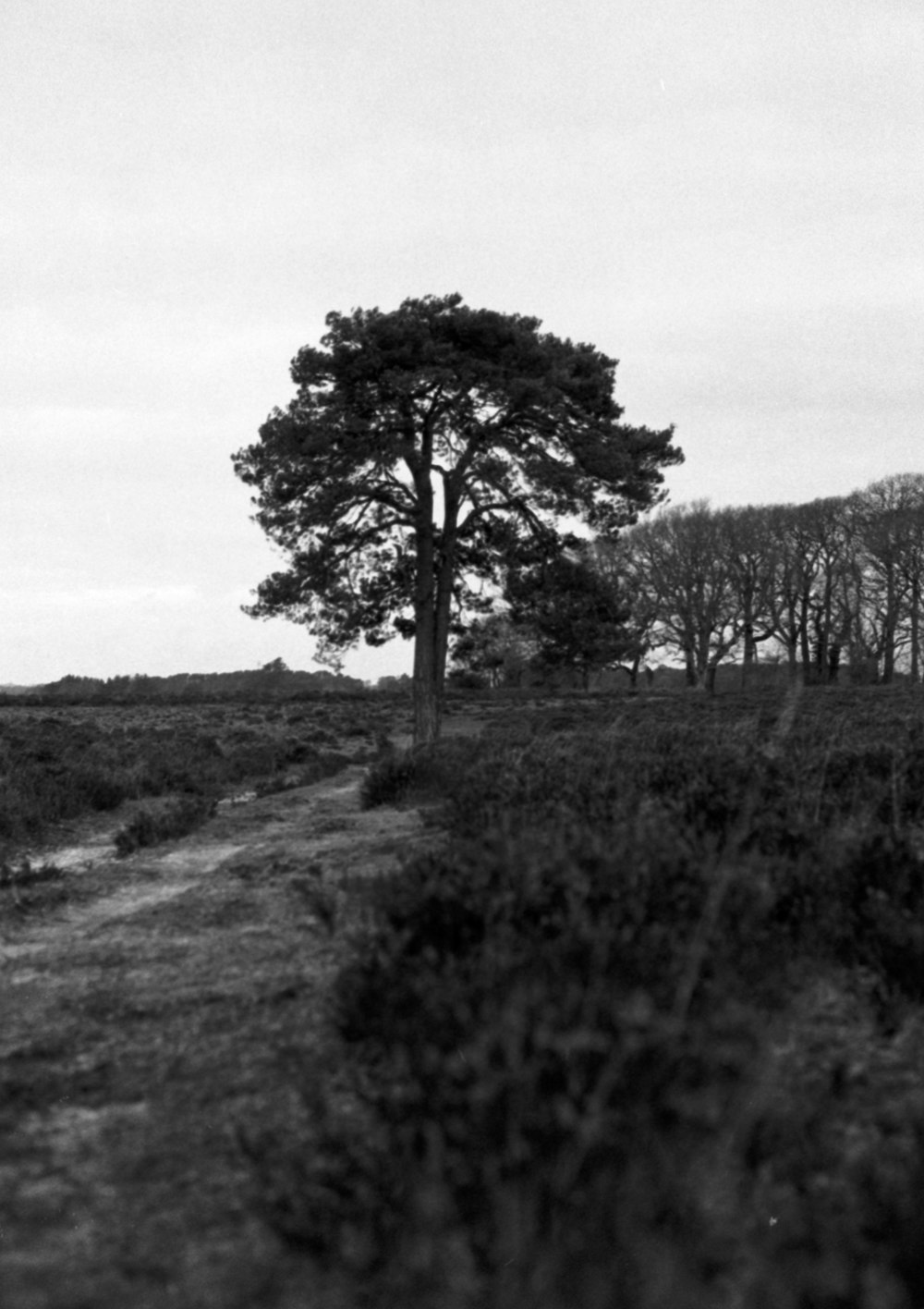 a black and white photo of a tree and a path
