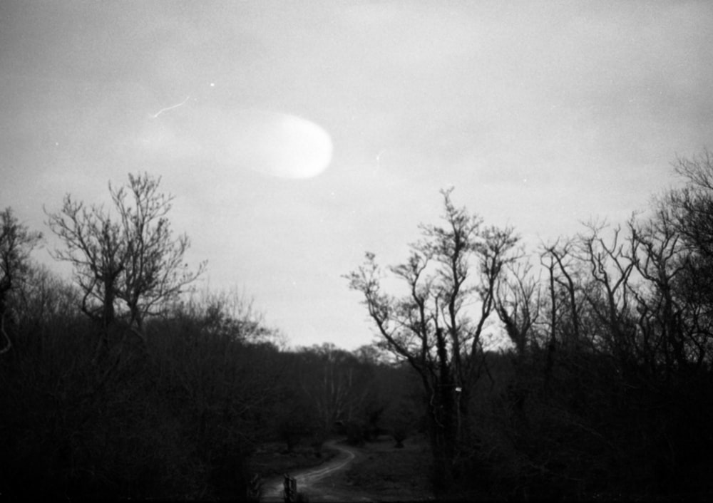 a black and white photo of trees and a road