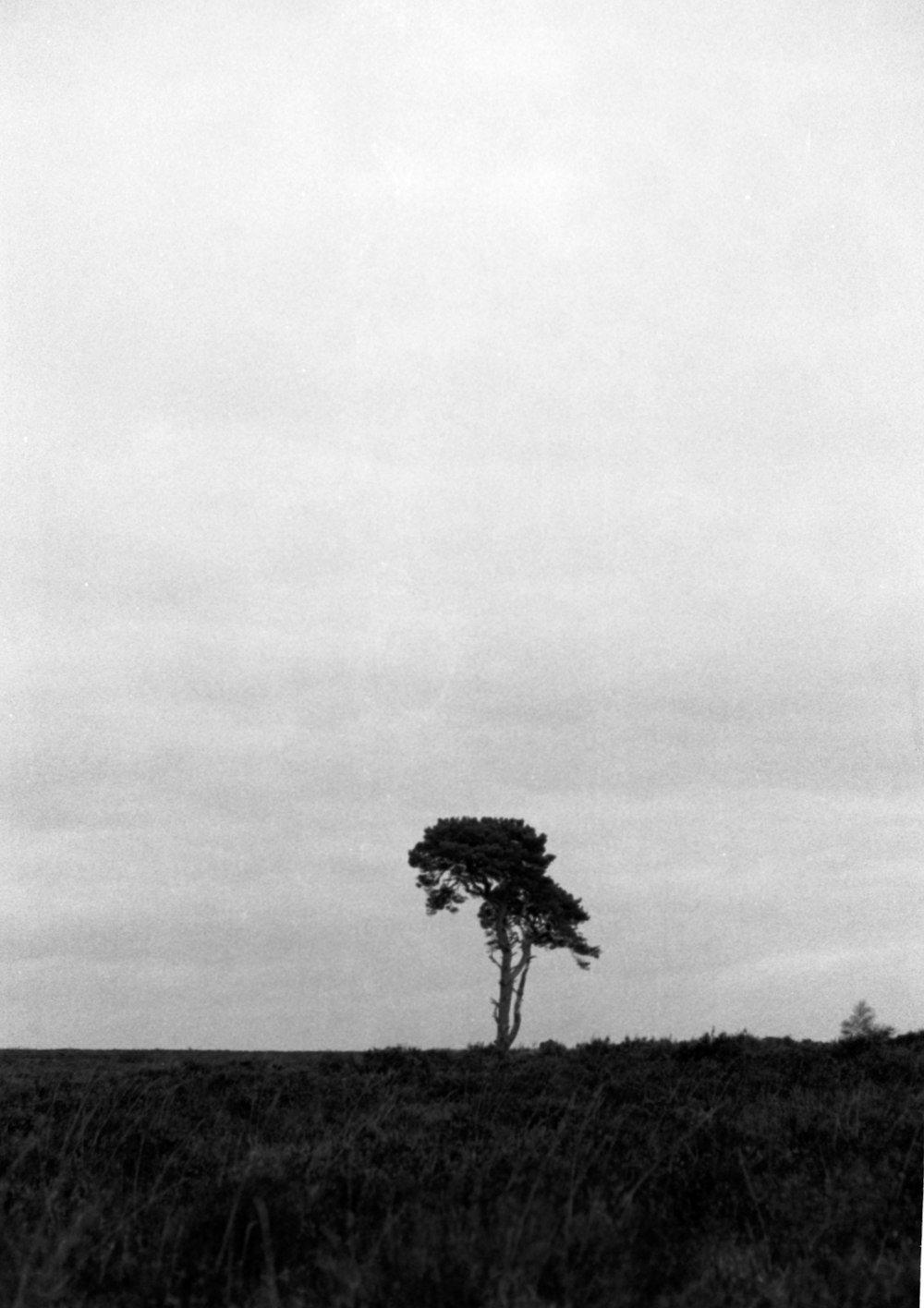 a lone tree in a field with a cloudy sky