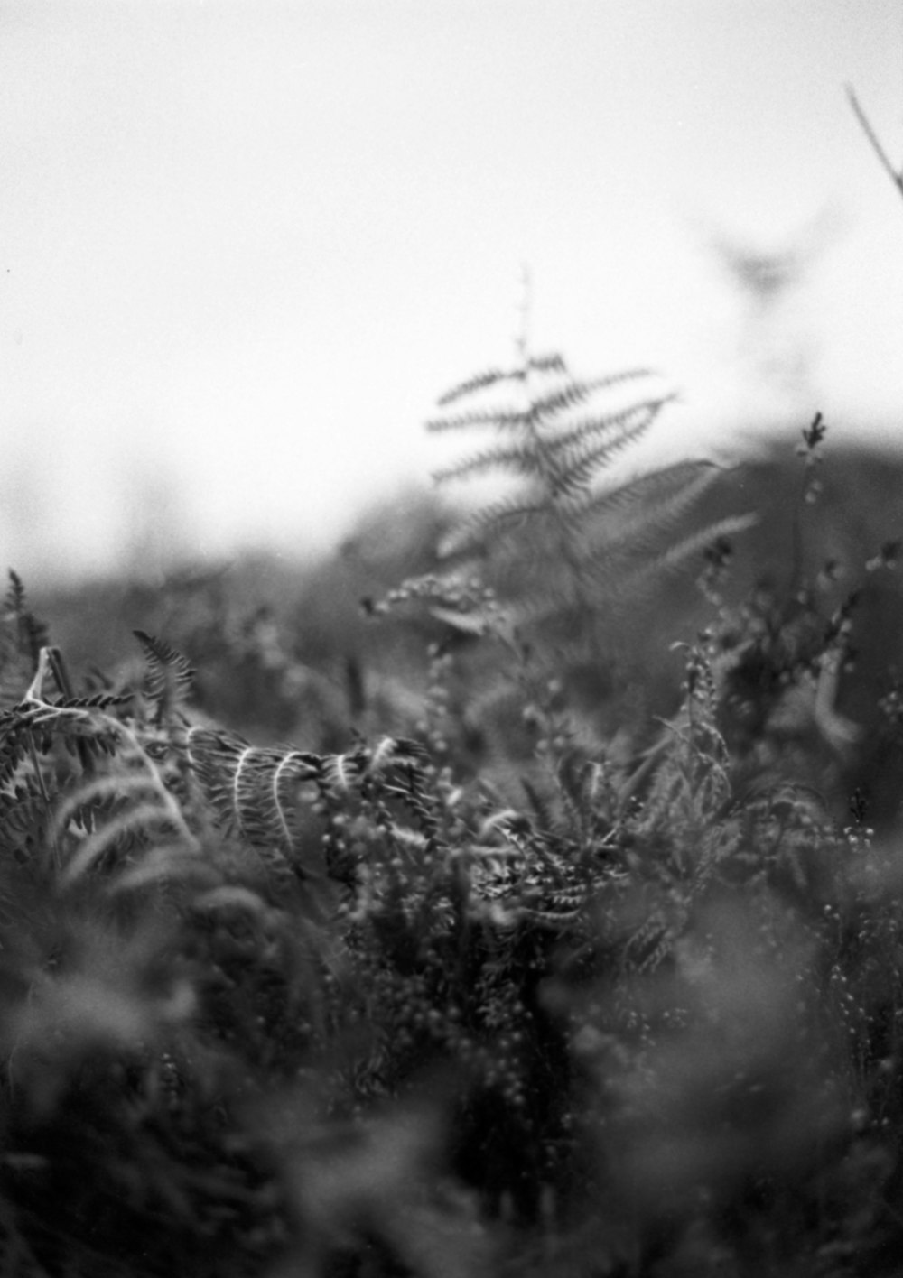 a black and white photo of some plants