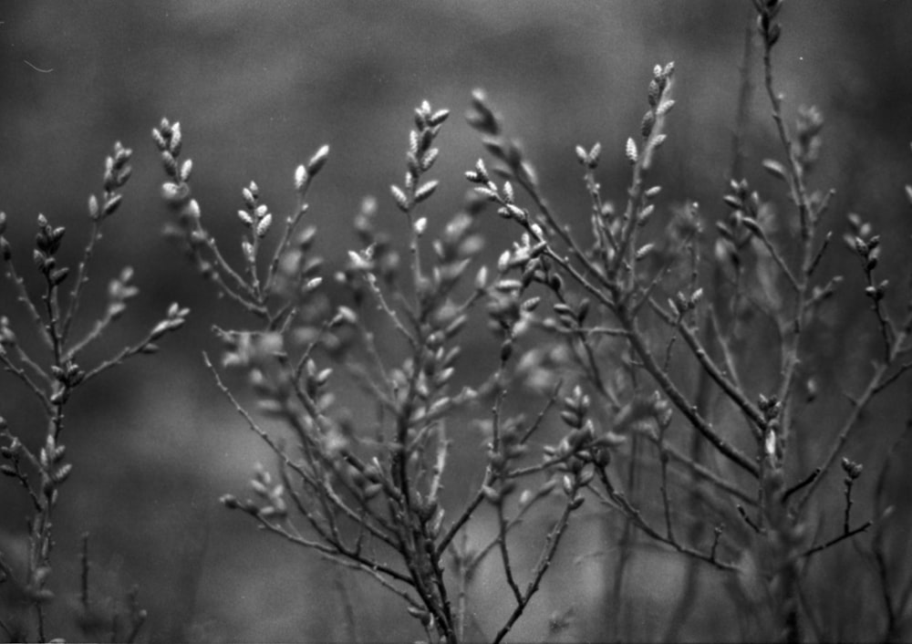 a black and white photo of some plants