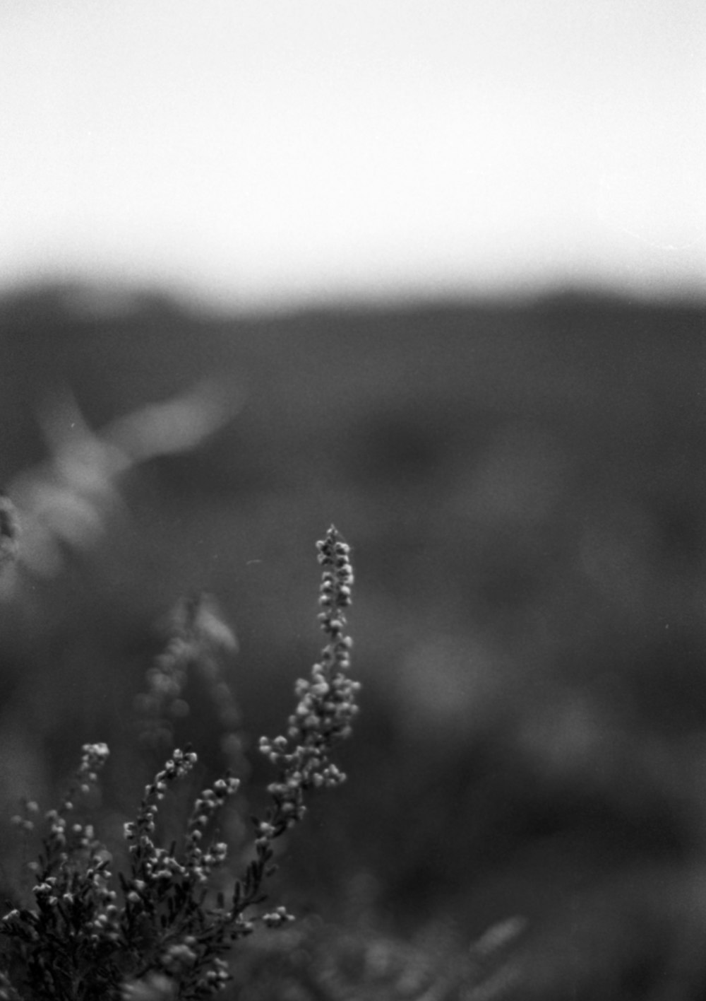 a black and white photo of a plant in a field