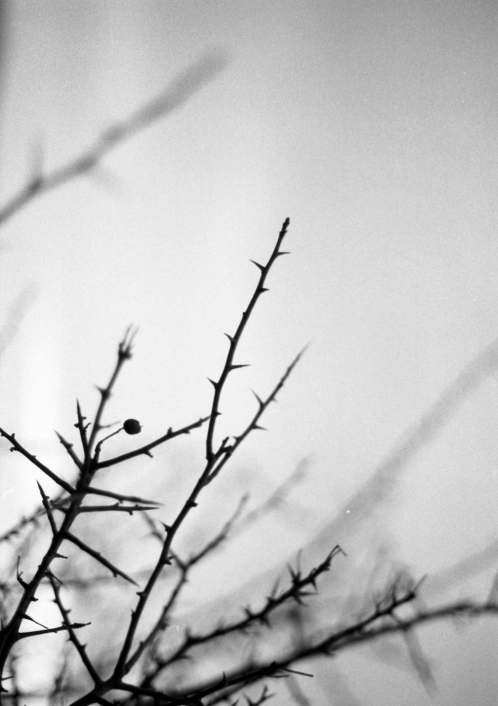 a black and white photo of a tree branch