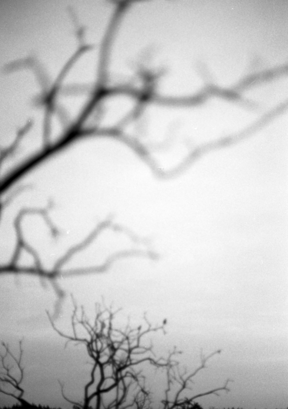 a black and white photo of a tree with no leaves