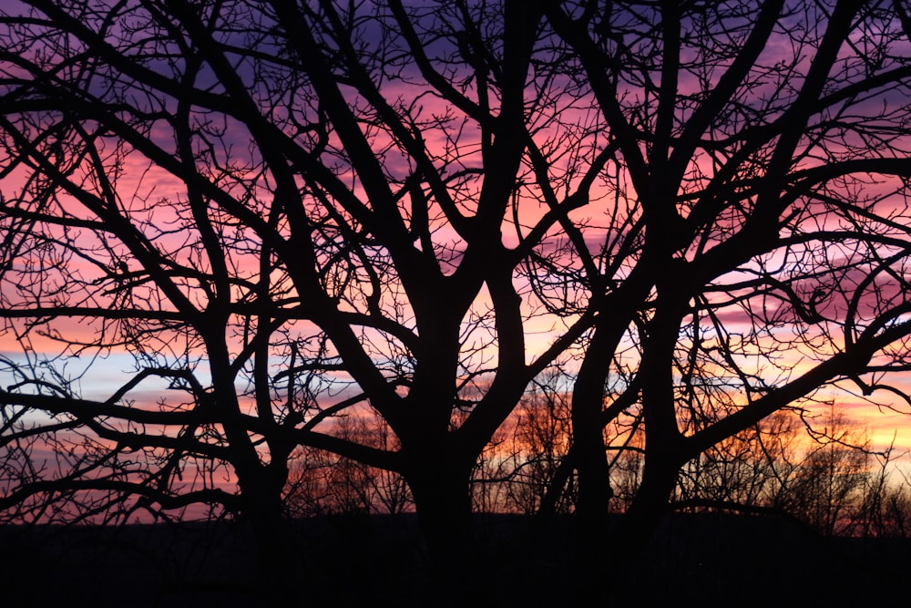 a tree is silhouetted against a colorful sky