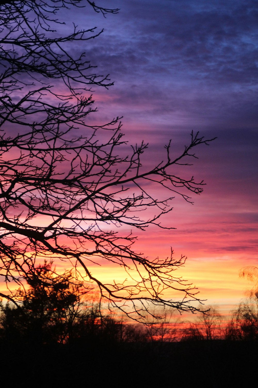 a tree with no leaves in front of a colorful sky
