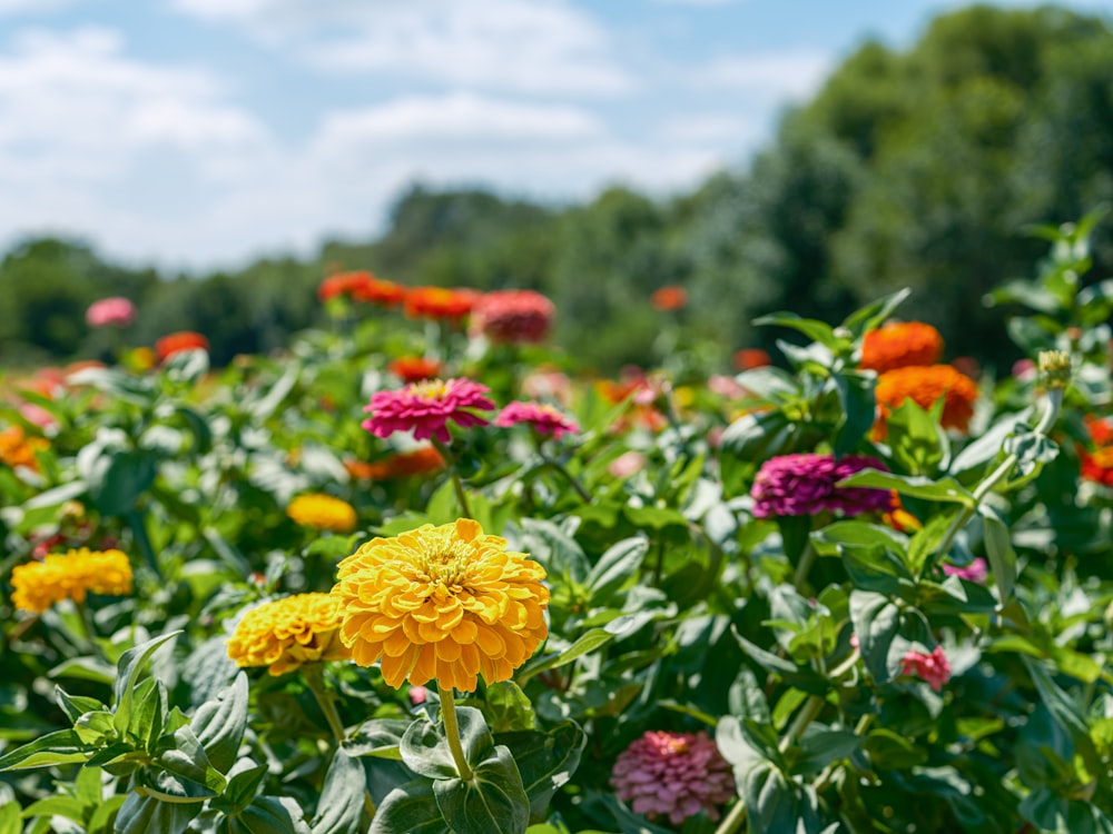 Un campo lleno de flores de colores en un día soleado