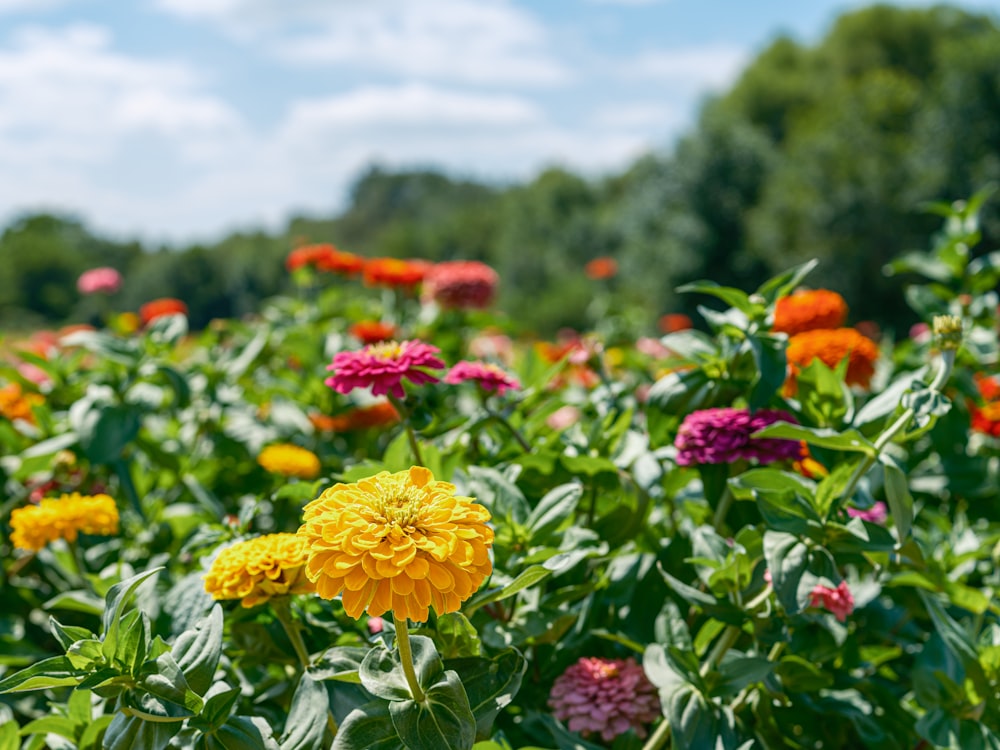 a field full of colorful flowers on a sunny day