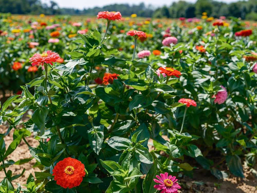 a field full of red and yellow flowers