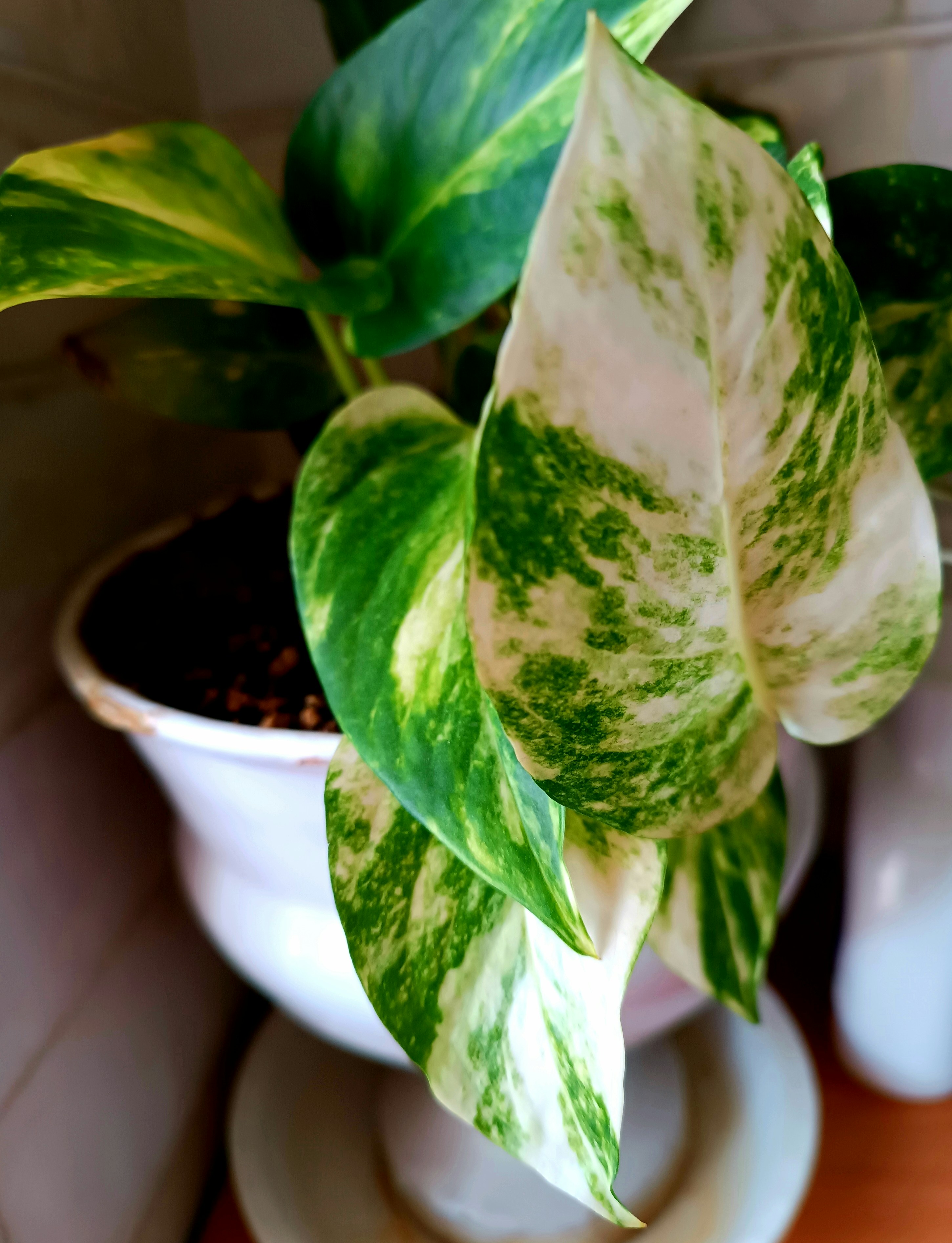 Pothos plant with variegated leaves in sage green ceramic pot on white background