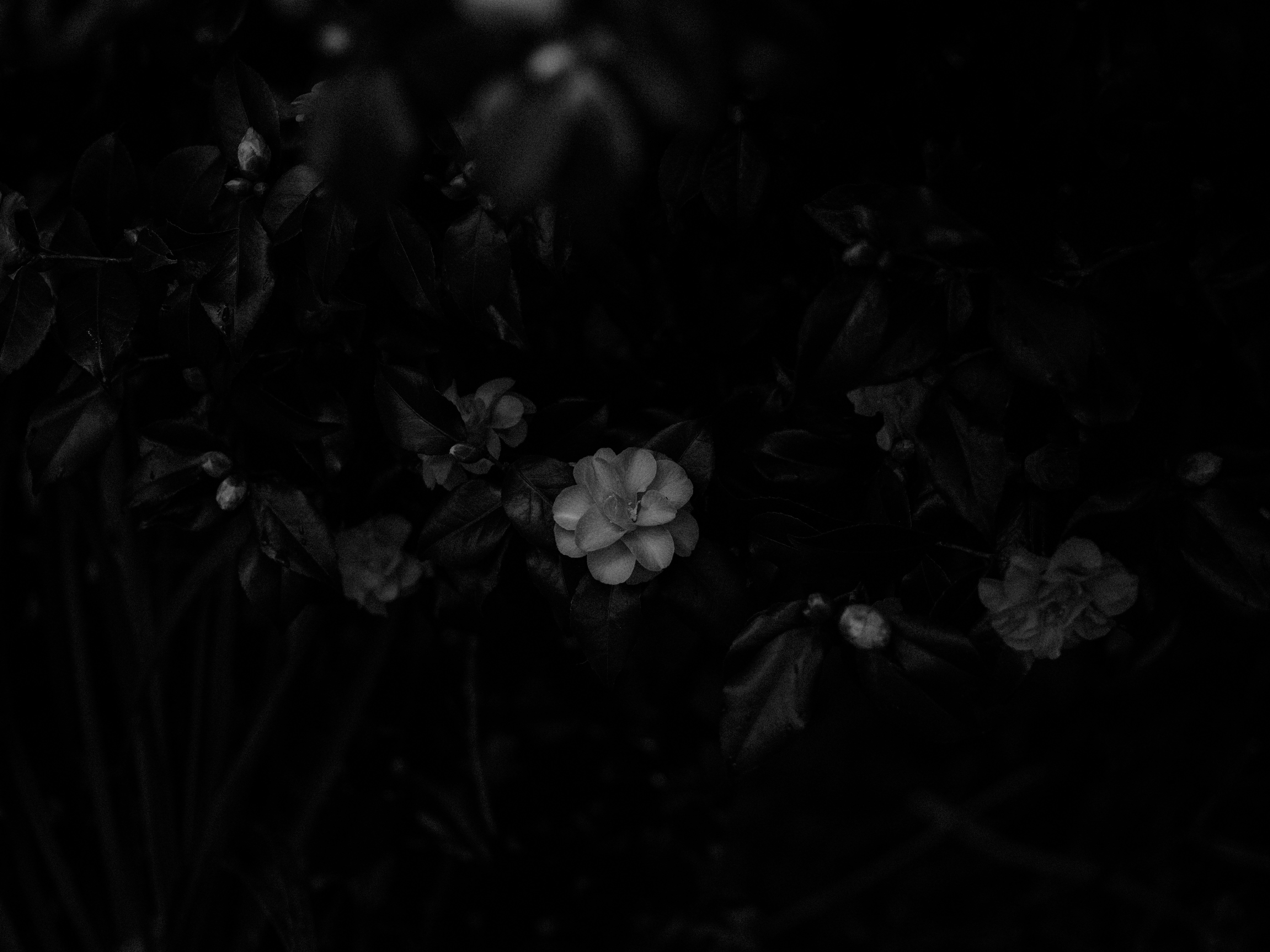 Photo by anniespratt