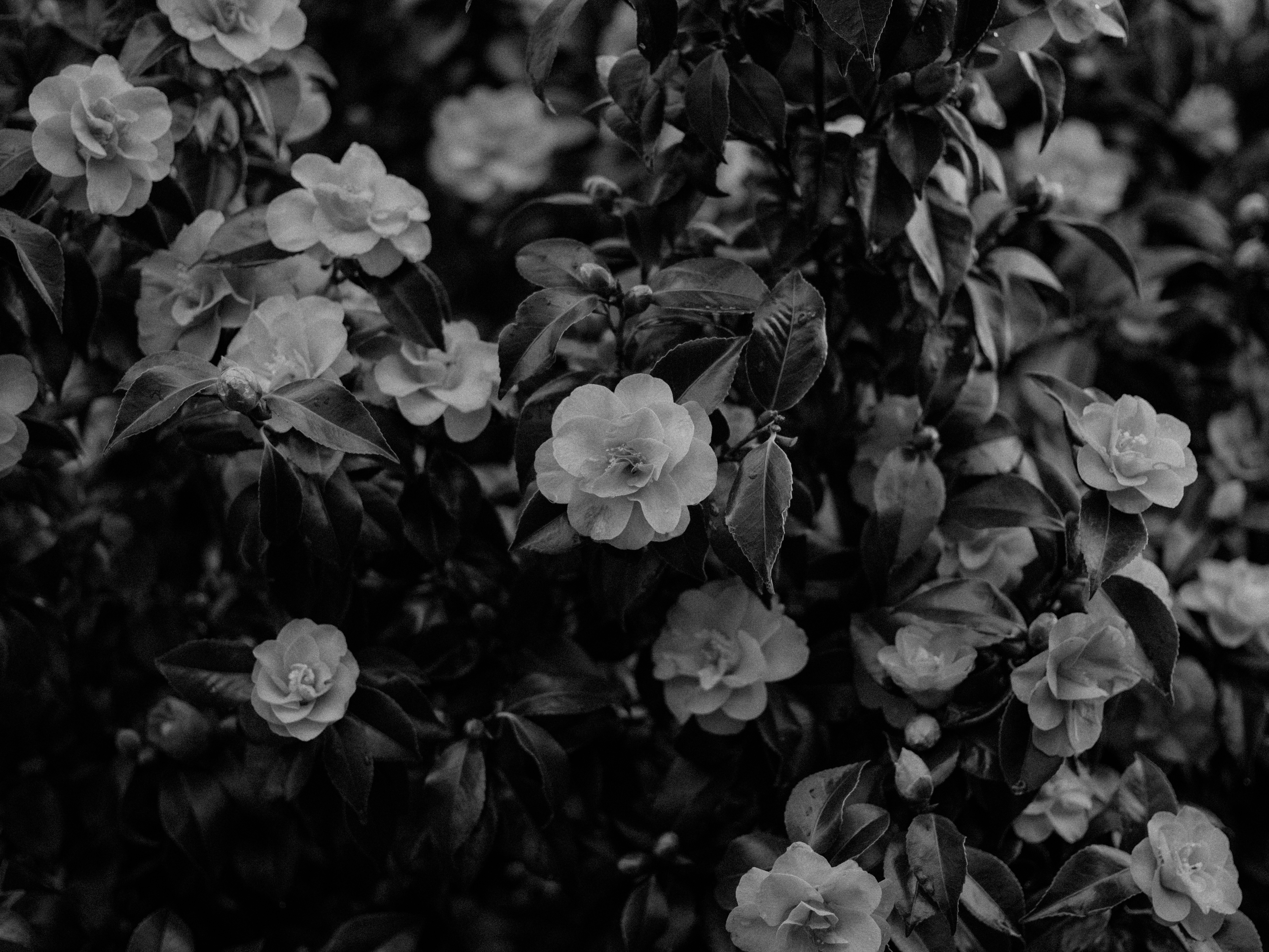 Photo by anniespratt