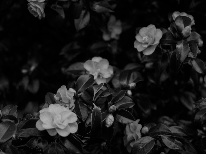 Camellia