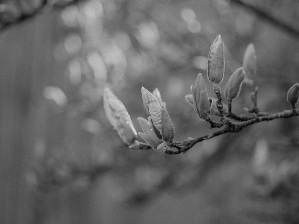 a black and white photo of a tree branch