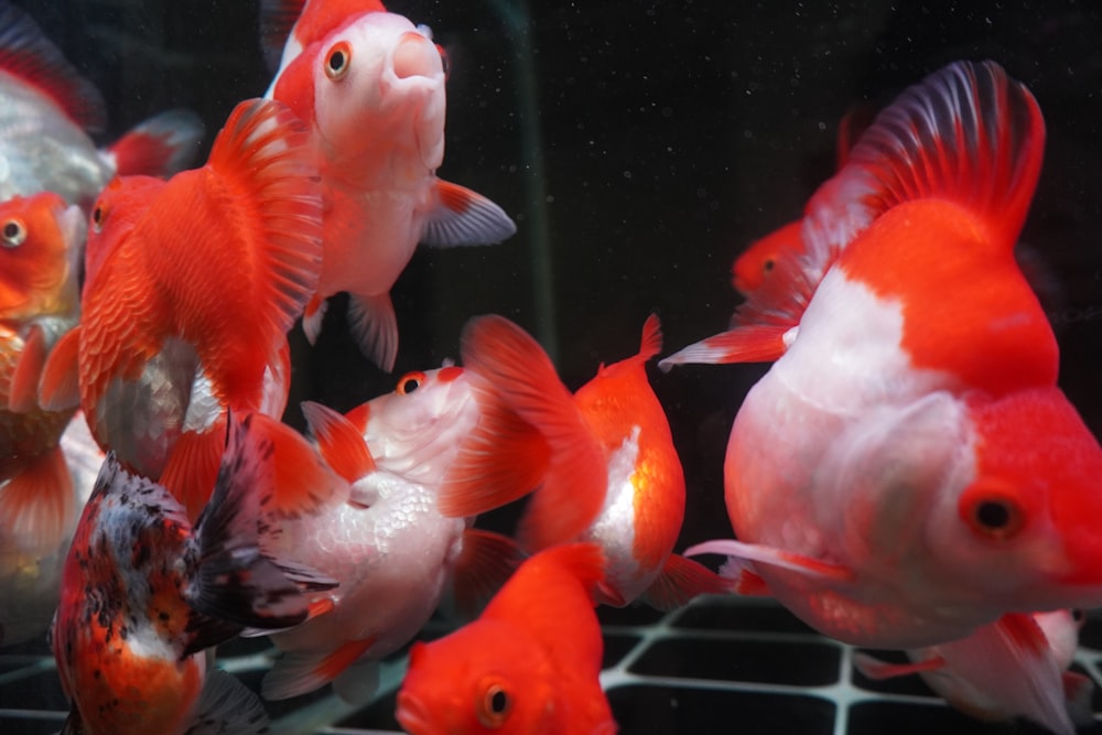 a group of red and white fish in a tank
