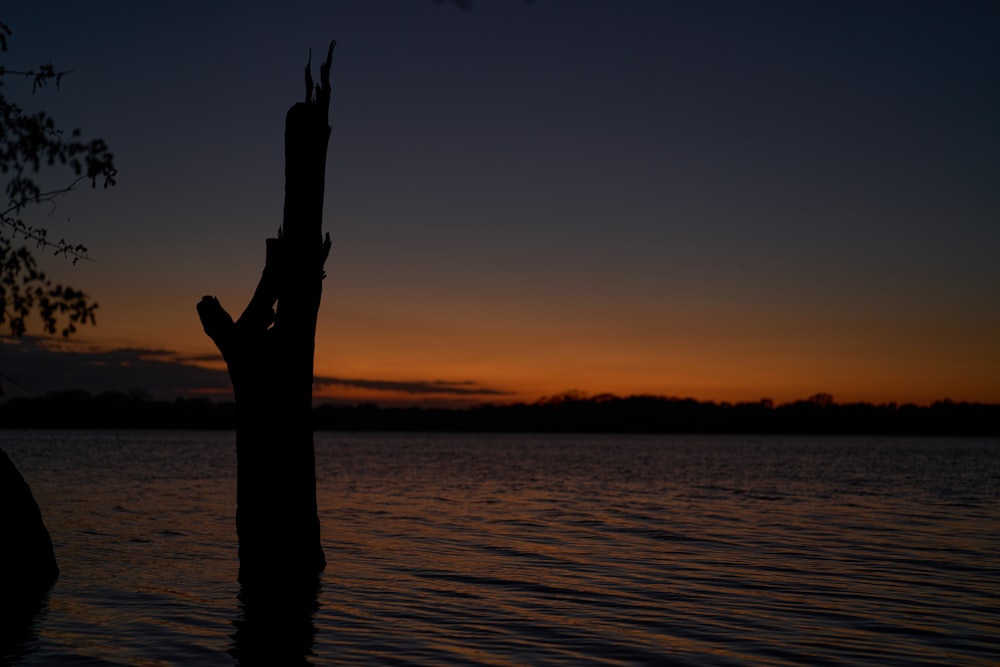 a tree stump sticking out of the water at sunset