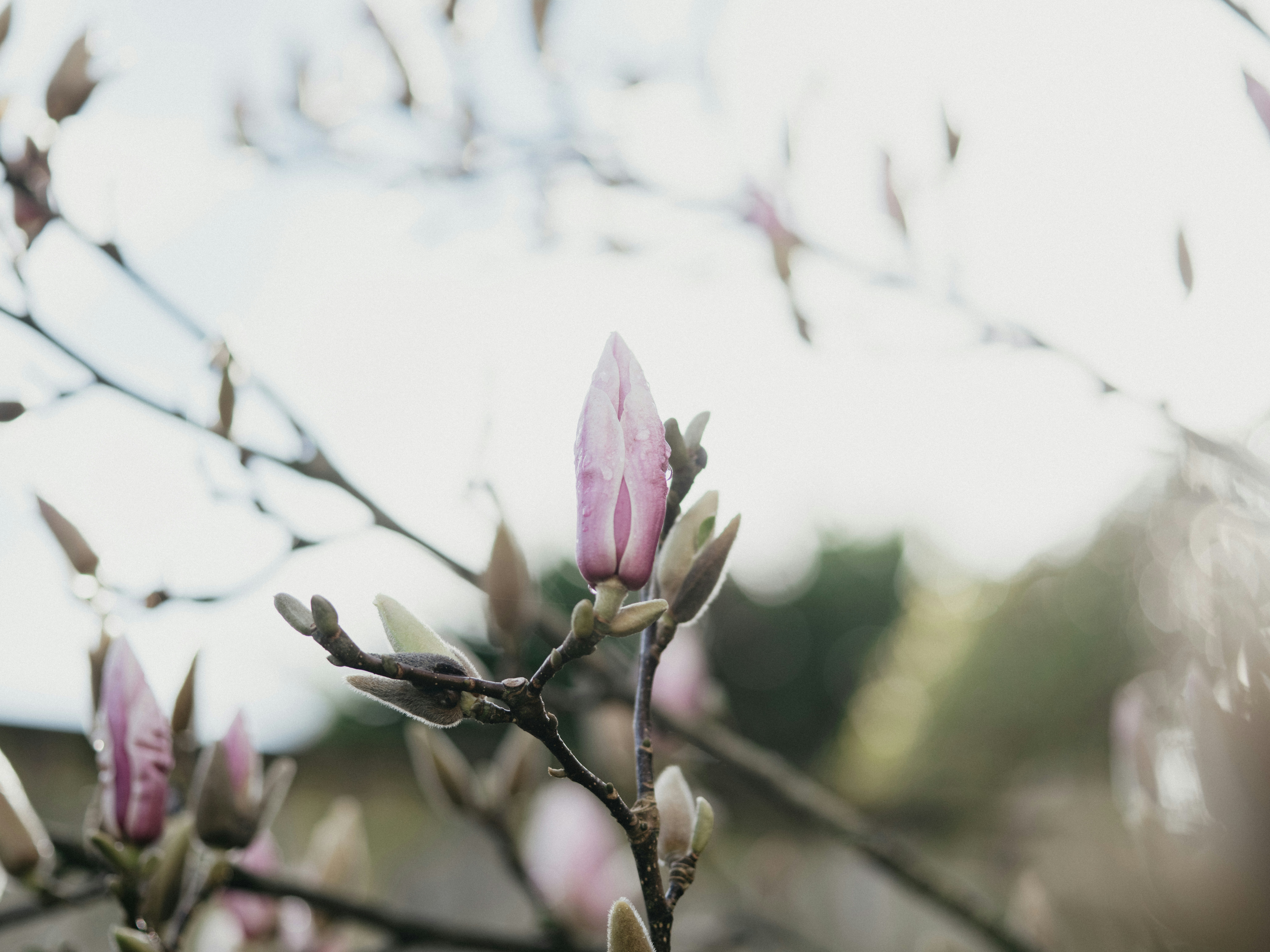 Photo by anniespratt