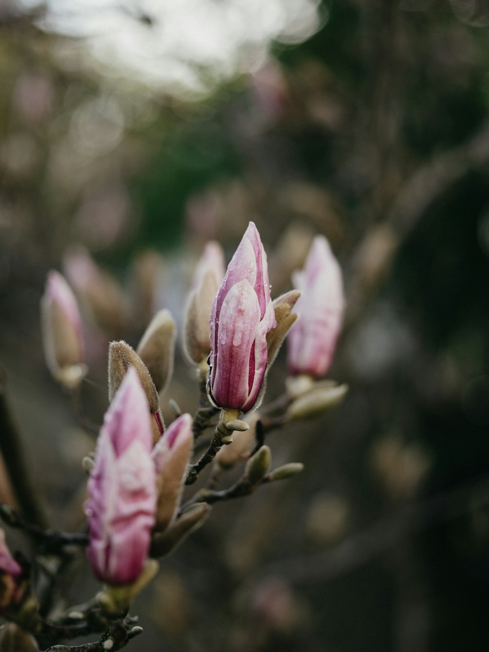 a close up of a flower on a tree