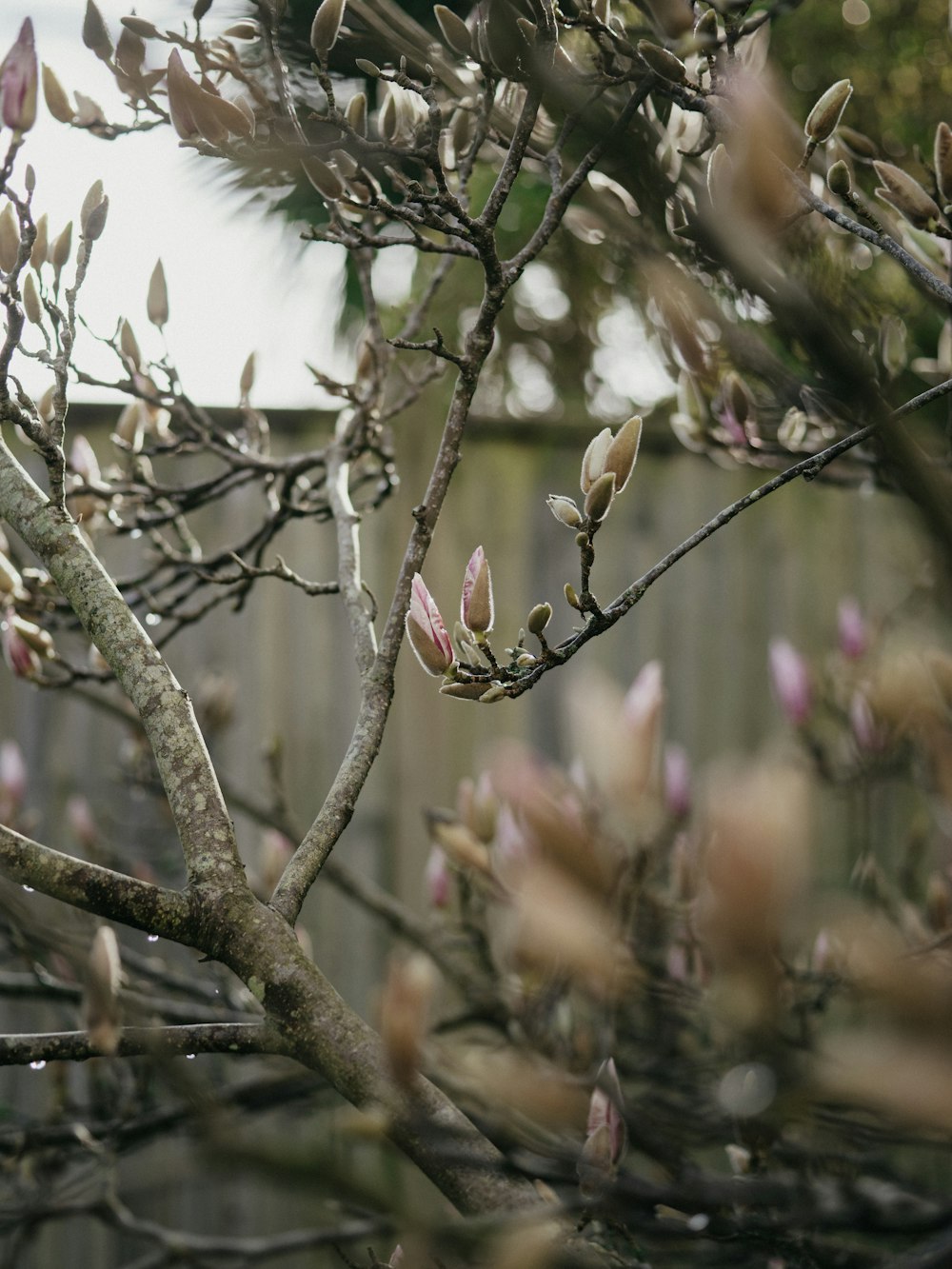 a tree with a bunch of buds on it