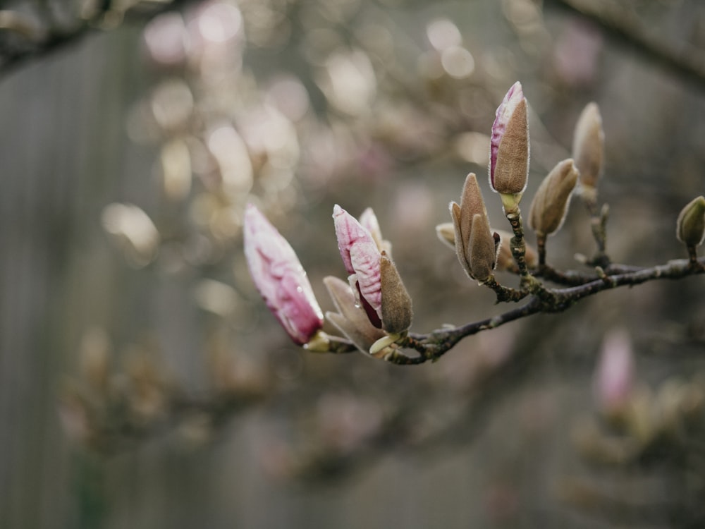 a close up of a branch with flowers on it